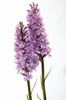 Images Dated 6th June 2011: Common Spotted Orchids - pair