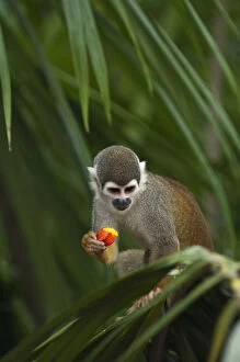 Images Dated 27th June 2011: Common Squirrel Monkey (Saimiri sciureus)