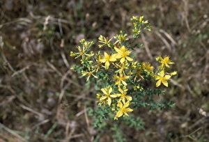 St Johns Wort Collection: Common St John's Wort