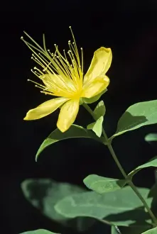Common St John's Wort