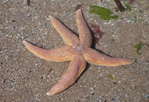 Common Collection: Common Starfish - Oxwich Bay Gower South Wales UK