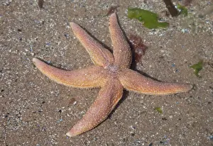 Wales Prints: Common Starfish - Oxwich Bay Gower South Wales UK