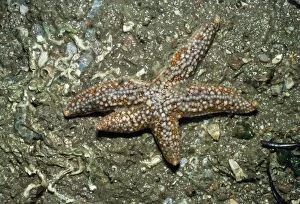 Images Dated 28th September 2007: Common Starfish - showing leg regeneration