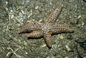 Starfishes Prints: Common Starfish - showing leg regeneration