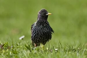 Images Dated 13th April 2014: Common Starling adult bird in breeding plumage