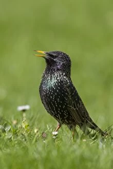 Common Gallery: Common Starling adult bird in breeding plumage