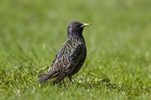 Images Dated 13th April 2014: Common Starling adult bird in breeding plumage