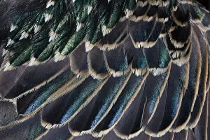 Common Collection: Common Starling, close - up study showing the iridescence on feathers on a adult birds wing