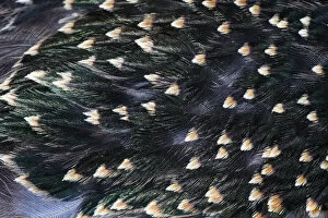 Images Dated 3rd August 2020: Common Starling, close - up study showing the iridescence on feathers on a adult birds&