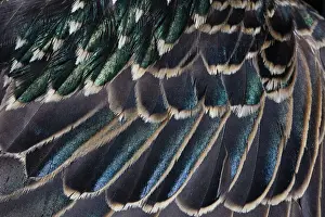 Feather Prints: Common Starling, close - up study showing the iridescence on feathers on a adult birds wing