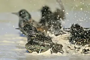 Bond Prints: Common Starling flight bathing in rain puddle Dorset, England, UK