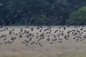 Vulgaris Gallery: Common Starling  flock in flight  Germany
