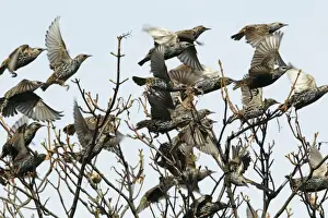 Taking Off Prints: Common Starling - flock in flight taking off from treetop - Northumberland - England