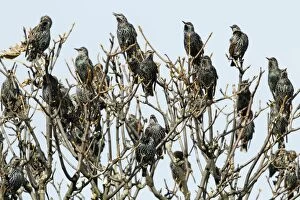 Images Dated 30th September 2010: Common Starling - flock singing from treetop - Northumberland - England