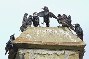 Flocks Gallery: Common Starling - flock squabbling on chimmney pot