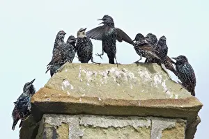 Chimney Prints: Common Starling - flock squabbling on chimmney pot - Northumberland - England