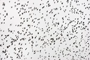 Common Starling - Flocking at dusk