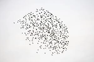 Images Dated 14th March 2007: Common Starling Flocking at dusk. Darlington. UK