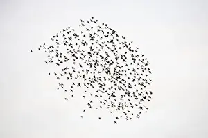 Swirl Prints: Common Starling Flocking at dusk. Darlington. UK