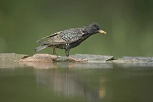 Vulgaris Gallery: Common Starling - at forest pool