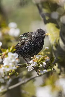 Perching Gallery: Common Starling, sitting in flowering cherry tree, Hessen, Germany Date: 19-Apr-19