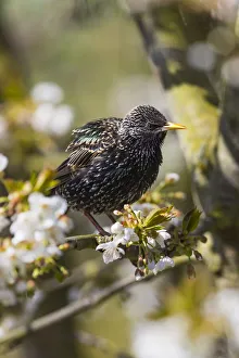 Common Starling, sitting in flowering cherry tree, Hessen, Germany Date: 19-Apr-19 Common Starling, sitting in flowering cherry tree, Hessen, Germany Date: 19-Apr-19
