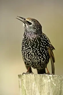 Common Starling sitting on pearch chirping Dorset, England, UK