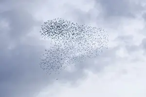 Attack Prints: Common Starling Swirling flock of birds under attack by a sparrowhawk at dusk