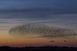 Common Starlings flock / murmuration in flight at suns