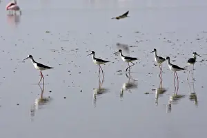 Stilt Prints: Common Stilt. Venezuela