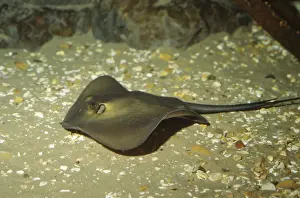 Stingrays Prints: Common Stingray Europe