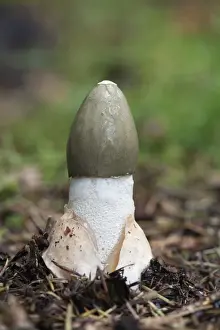 Fungus Prints: Common Stinkhorn - fungus - UK