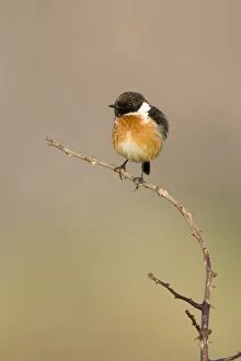 Images Dated 8th May 2008: (Common) Stonechat Male in summer plumage, perched on a vantage point for finding insects