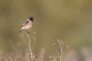 Images Dated 28th January 2012: Common Stonechat - portrait of male in summer plumage