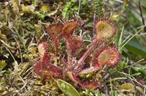 Sundews Prints: Common Sundew - Insect eating plant - North Uist - Outer Hebrides - Scotland