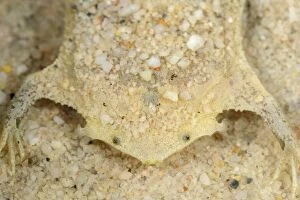 Common Gallery: Common Suriname Toad / Star-fingered Toad, Leticia, Colombia