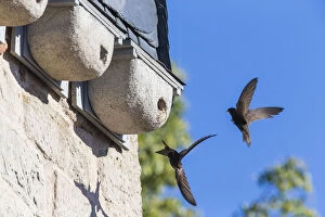 Apus Apus Gallery: Common Swift - bird in front of artificial nesting box, Hessen Germany     Date: 11-Feb-19