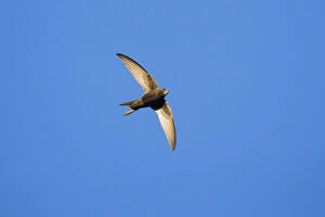 Apus Apus Gallery: Common Swift - bird in flight, hunting for insects, North Hessen, Germany  Date: 11-Feb-19