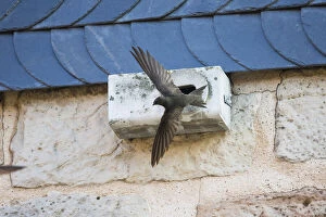 Images Dated 11th February 2019: Common Swift - bird flying in front of artificial nesting box, Hessen Germany Date: 11-Feb-19