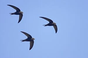 Apus Gallery: Common Swift - In flight