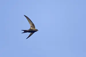 Swift Prints: Common Swift - In flight Apus apus Suffolk, UK BI011628