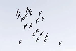 Apus Apus Gallery: Common Swift - flock flying in formation over breeding territory, Hessen Germany  Date: 11-Feb-19