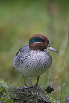 Anas Crecca Gallery: Common Teal - drake in breeding plumage - Germany