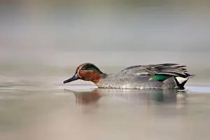 Common Teal - drake at waterlevel - Cleveland - UK