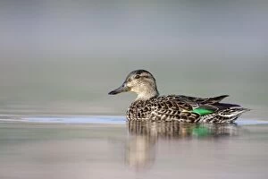 Anas Crecca Gallery: Common Teal - female at waterlevel