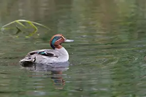 Teal Prints: Common Teal - male in water. Pensthorpe - Norfolk - UK