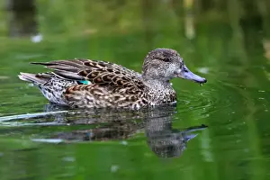Common Teal. Pensthorpe - Norfolk - UK