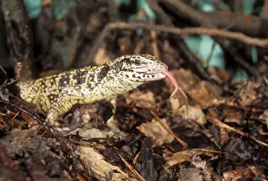 Common Tegu Lizard In zoo, Ekaterinburg, Russia