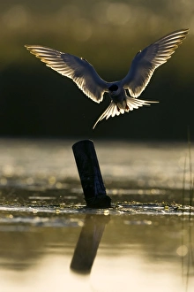 Images Dated 12th July 2005: Common Tern