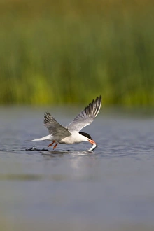 Images Dated 11th July 2005: Common Tern